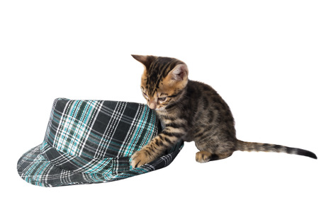 Bengal cats kittens playingの写真素材