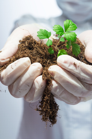 gloved hands holding the earth with germの写真素材