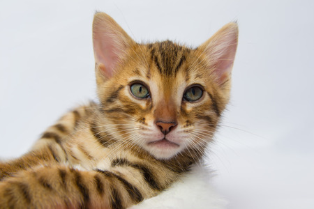 Bengal kitten resting close up head and legsの写真素材