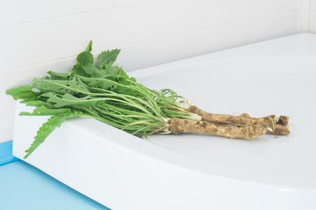 Horseradish fresh out of the ground with the topsの写真素材