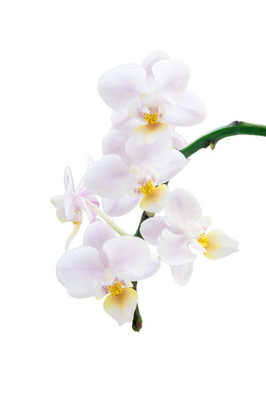 orchid with small white flowers on a whiteの写真素材