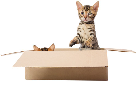 two kittens are playing hide and seek in the boxの写真素材