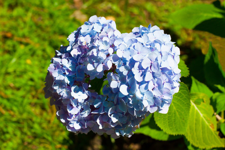 Fresh bunch of blue flower