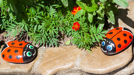 Two beetle crawling towards each otherの写真素材