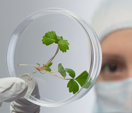 studying green sprout on the glassの写真素材