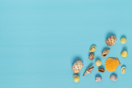 beautiful shells lying on a blue background