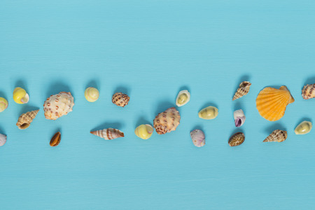 seashells lie in a line on a blue backgroundの写真素材