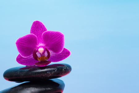 purple orchid lying on black stones on a blue backgroundの写真素材