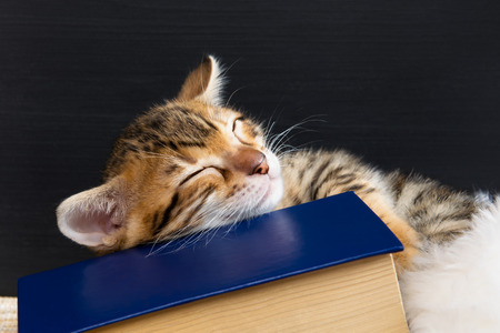 beautiful kitten fell asleep on the book, on a dark backgroundの写真素材