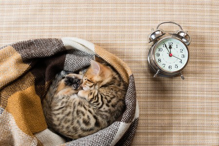 Kitten sleeping in a plaid blanket with a clock on a light backgroundの写真素材