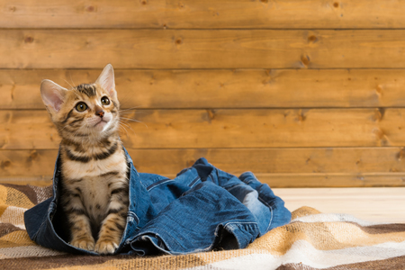 kitten sitting on jeans and looking upの写真素材