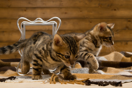 two bengal kittens play about photo framesの写真素材
