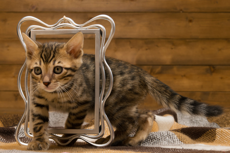 bengal kitten passes through the frameの写真素材
