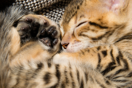 kitten curled up in a ball and sleptの写真素材