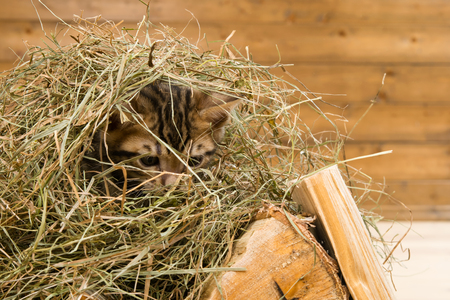 bengal kitten looks out from a pile of hayの写真素材
