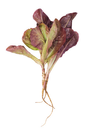 Fresh lettuce of purple color isolatedの写真素材