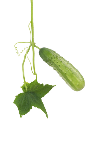 green cucumber weighs on the tops of isolatedの写真素材