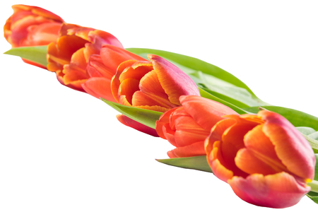Red tulips lie diagonally, on a white backgroundの写真素材