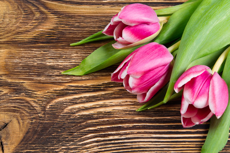 Three pink tulips on a dark wooden boardの写真素材