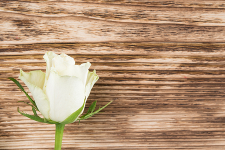 One white rose lies on a dark wooden backgroundの写真素材