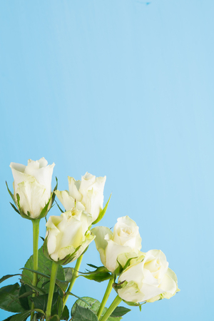 In a corner of a blue background, a bouquet of white rosesの写真素材