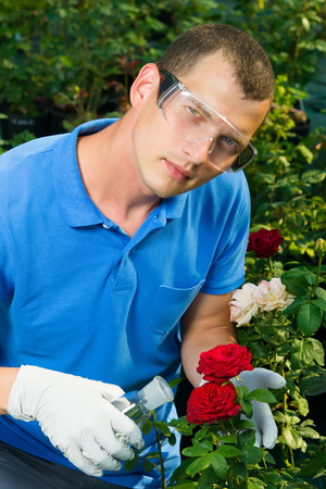 Experiment of a scientist gardener with red roses using nitratesの写真素材
