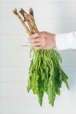Hand holds horseradish roots with green leaves on a white backgroundの写真素材