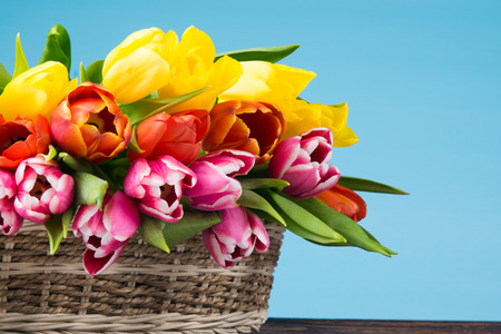Wicker basket with multi-colored tulips on a table, on a blue backgroundの写真素材