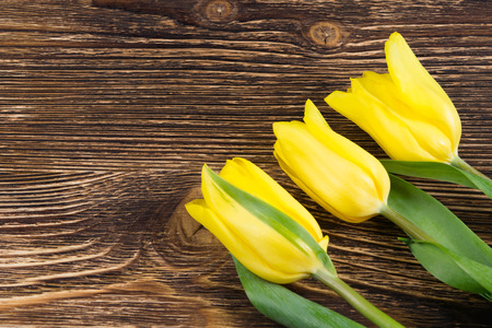 Three golden tulips on a dark wooden boardの写真素材