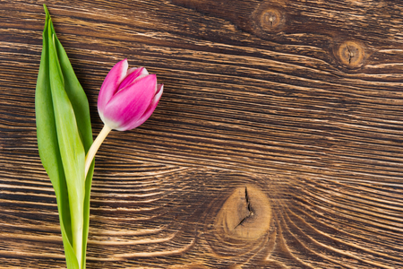 One pink tulip on a dark wooden boardの写真素材