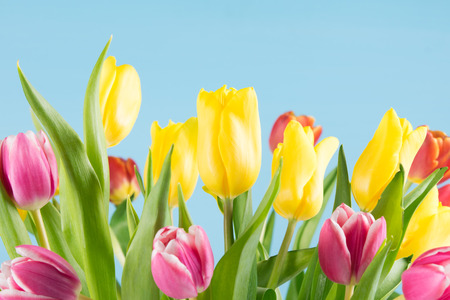 Many multicolored tulips grow on a blue backgroundの写真素材
