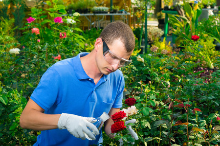 Gardener man fertilizes the soil of flowersの写真素材