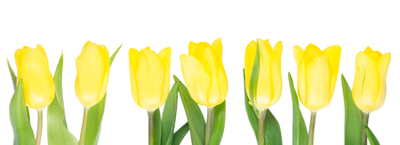 Seven yellow tulips grow up straight, against white backgroundの写真素材