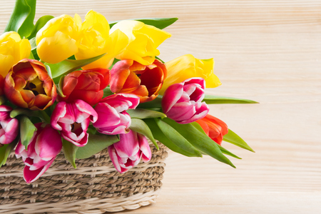 Wicker basket with multi-colored tulips, on a white wooden backgroundの写真素材
