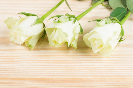 Three white roses on a light wooden boardの写真素材