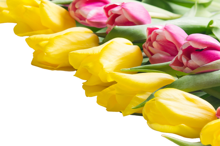 Different tulips lie on the corner, on a white backgroundの写真素材