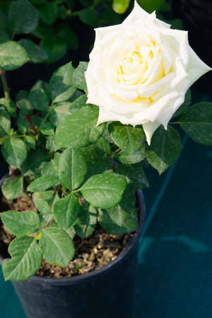 A white rose bloomed in a separate potの写真素材