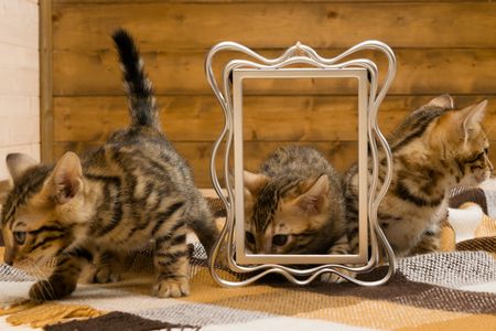 Three small kittens play on a warm blanketの写真素材