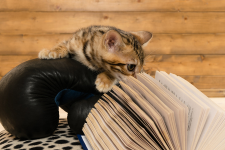 Kitten playing on boxing glove with bookの写真素材