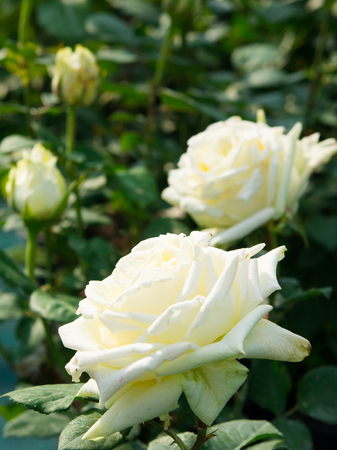 Background of white big roses in the gardenの写真素材