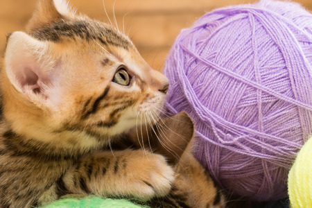 Muzzle of a small kitten looks at a tangle of threadの写真素材