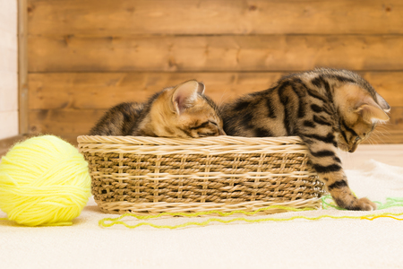 Kittens play with threads sitting in a basket on a light wooden floorの写真素材