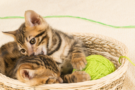 The kitten bites another kitten, sitting in the basketの写真素材