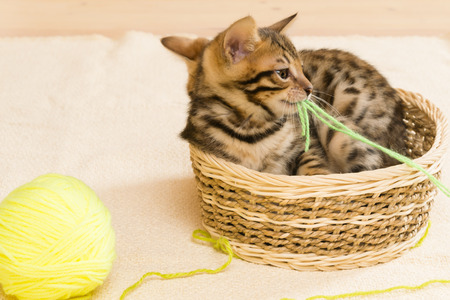 Kittens play with a yellow ball of thread sitting in the basketの写真素材