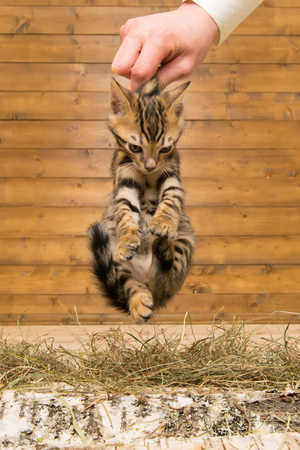 The kitten was taken by the scruff on the background of a wooden wallの写真素材