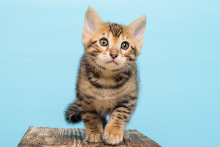 Small kitten of Bengal, on a blue background goesの写真素材