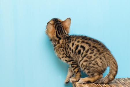 The kitten reads your inscription on a blue backgroundの写真素材