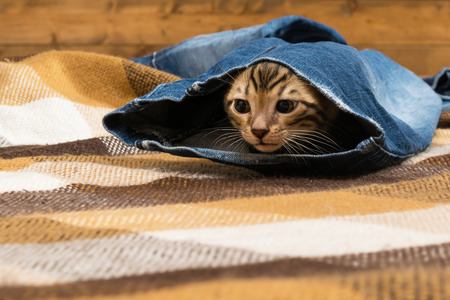 Kitten gets out of blue jeans lying on the floorの写真素材