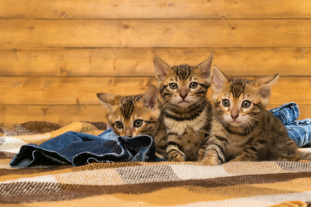 Three striped ginger kitten playing with jeansの写真素材