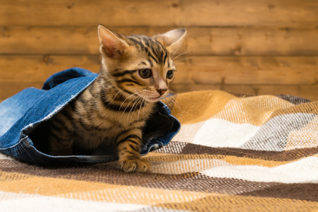 Bengal kitten hid in the pants of blue jeans, against the background of a wooden wallの写真素材